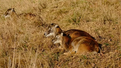 Female mouflon with lamb resting in dry meadow grass Stock Footage 329054524