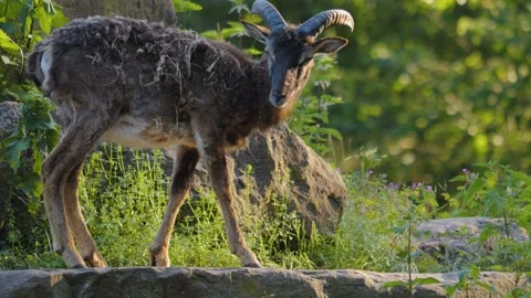 Female mouflon in spring Stock Footage 243237173