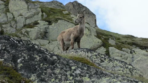 Female mountain goat Chamonix Stock Footage 53576281