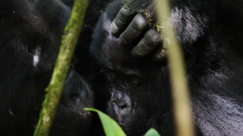 Female mountain gorilla grooming its baby, Bwindi, Uganda Stock Footage