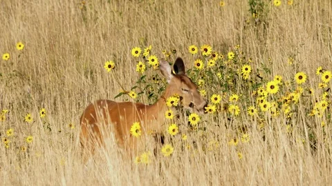 Female Mule Deer Eating Yellow Flowers Stock Footage