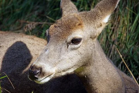 Female mule deer Stock Photos
