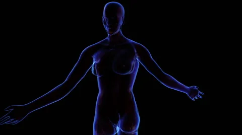 Female Muscular system 動画素材 63207967