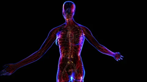 Female Muscular system 動画素材 63208060