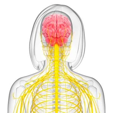 Female nervous system; artwork 스톡 일러스트