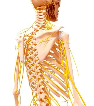 Female nervous system, artwork Stock Illustration