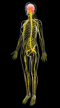 Female nervous system, artwork Stock Illustration