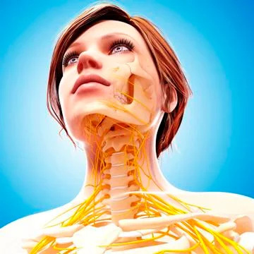 Female nervous system, artwork Stock Illustration