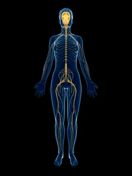 Female nervous system, artwork Stock Illustration