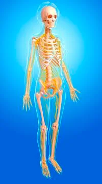 Female nervous system, artwork Stock Illustration