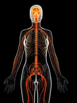 Female nervous system, artwork Stock Illustration