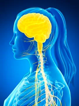 Female nervous system, artwork Stock Illustration