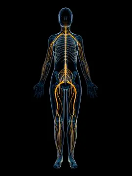 Female nervous system, artwork Stock Illustration