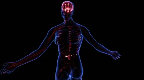 Female Nervous system Stock-Footage 63208106
