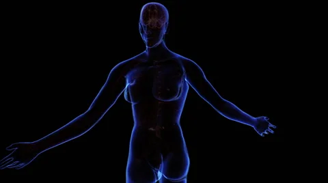 Female Nervous system Vidéo 63208139