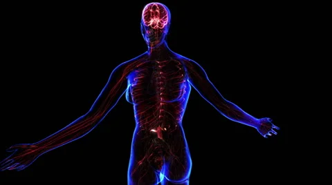 Female Nervous system Stock Footage 63208161