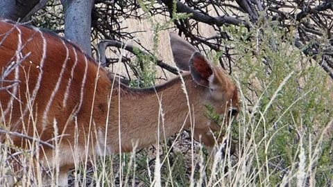 Female Nyala antelope eats tall grass near tree on savanna, close-up 스톡 동영상 331108764