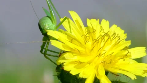 Female Nymph of Speckled Bush-Cricket, Leptophyes punctatissima Stock-Footage 157736053