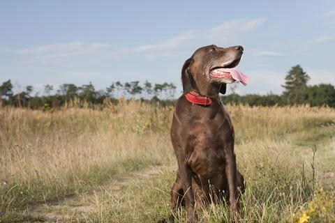 Female of older german shorthaired pointer dog outdoor in grass Stock Photos