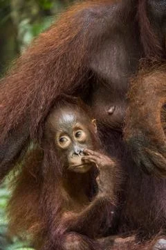 A female of the orangutan with a cub in a native habitat. Bornean orangutan ( Stock Photos