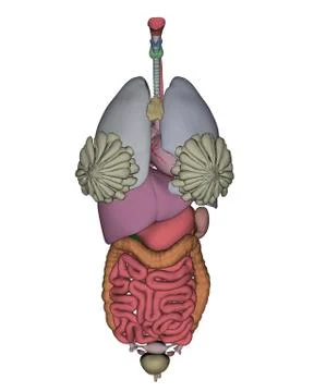 Female organs - 3D render Stock Illustration