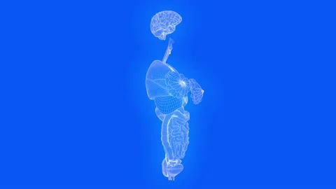 Female organs in blueprint style - rotating mesh wireframe, looping Stock Footage 166799862