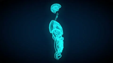 Female organs x-ray scan - rotating on dark background, looping Stock Footage 166901022