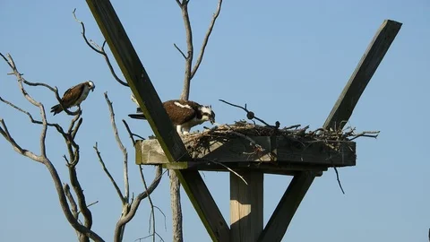 Female Osprey Eating Fish while Male Looks on from Nearby Tree Stock Footage 128787090