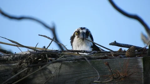 Female Osprey on Eggs Changes Places with Male Flying In Stock Footage 128787132