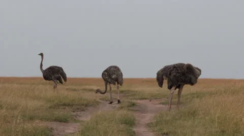 Female Ostrich Stock Footage 25698183