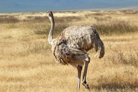 A female ostrich (struthio camelus) walking in ngorongoro conservation area,  Stock Photos