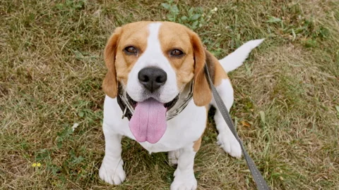 The female owner of the beagle dog Stock Video Pond5