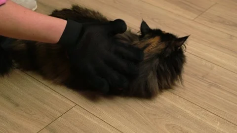 Female owner combs the long-haired cat in a special glove to remove the fur Stock Footage 291036923