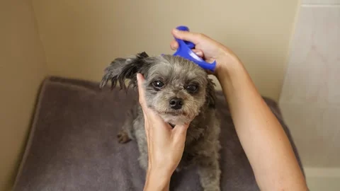 Female owner grooming a tiny mixed-breed dog on a towel, using a blue slicker 스톡 동영상 317156258