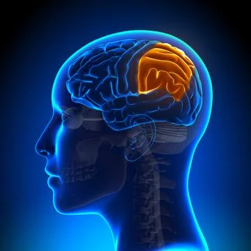 Female parietal lobe - anatomy brain 스톡 일러스트