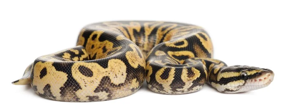 Female Pastel calico Python, Royal python or ball python, Python regius, in fron Foto stock