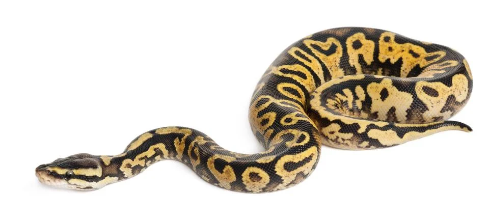 Female Pastel calico Python, Royal python or ball python, Python regius, in fron Stock-Fotos