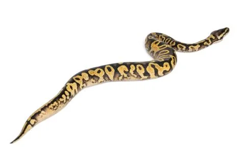 Female Pastel calico Python, Royal python or ball python, Python regius, in fron Stock-Fotos