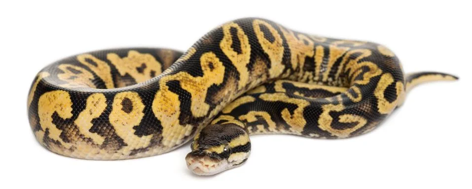 Female Pastel calico Python, Royal python or ball python, Python regius, in fron Stock-Fotos