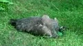 Female Peacock 20110529 152410 HD Footage
