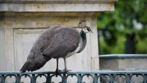 Female peacock balancing on the railing Stock Footage 196209389