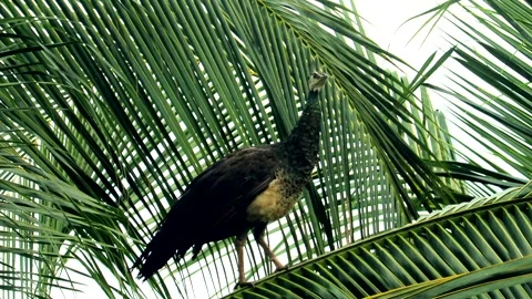 Female Peacock Stock Footage 291915399
