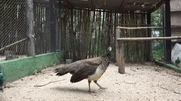 Female peacock looking at the camera Stock Footage 85609080