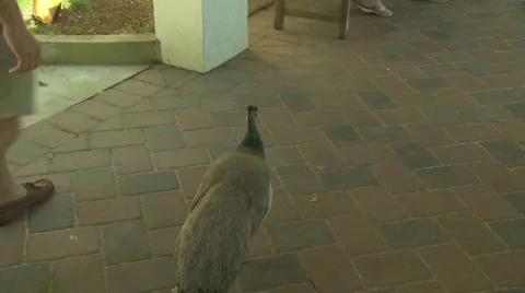 Female Peacock on Pavement Stock Footage 33216245