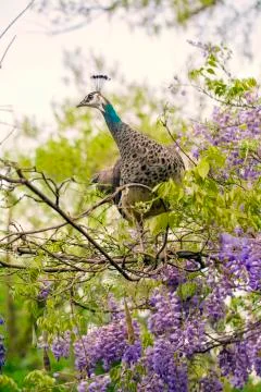 Female peacock Stock Photos