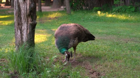 Female peacock walking through a field Stock Footage 335550997