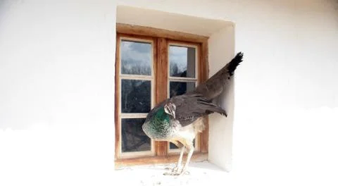 Female peacock on the window Stock Photos