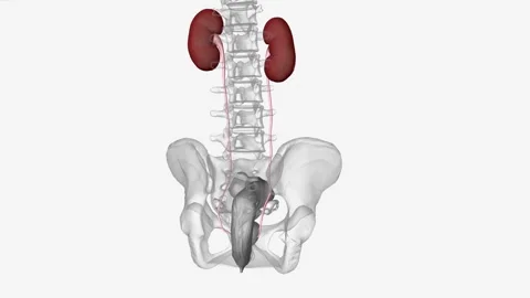 Female Pelvis , Urinary System Stock Footage 244666822