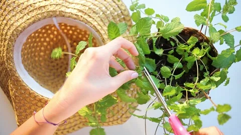 Female person cutting mint outdoors. Potted peppermint bush harvesting Stock Footage