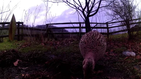 Female Pheasant 01 Stock Footage 47169763